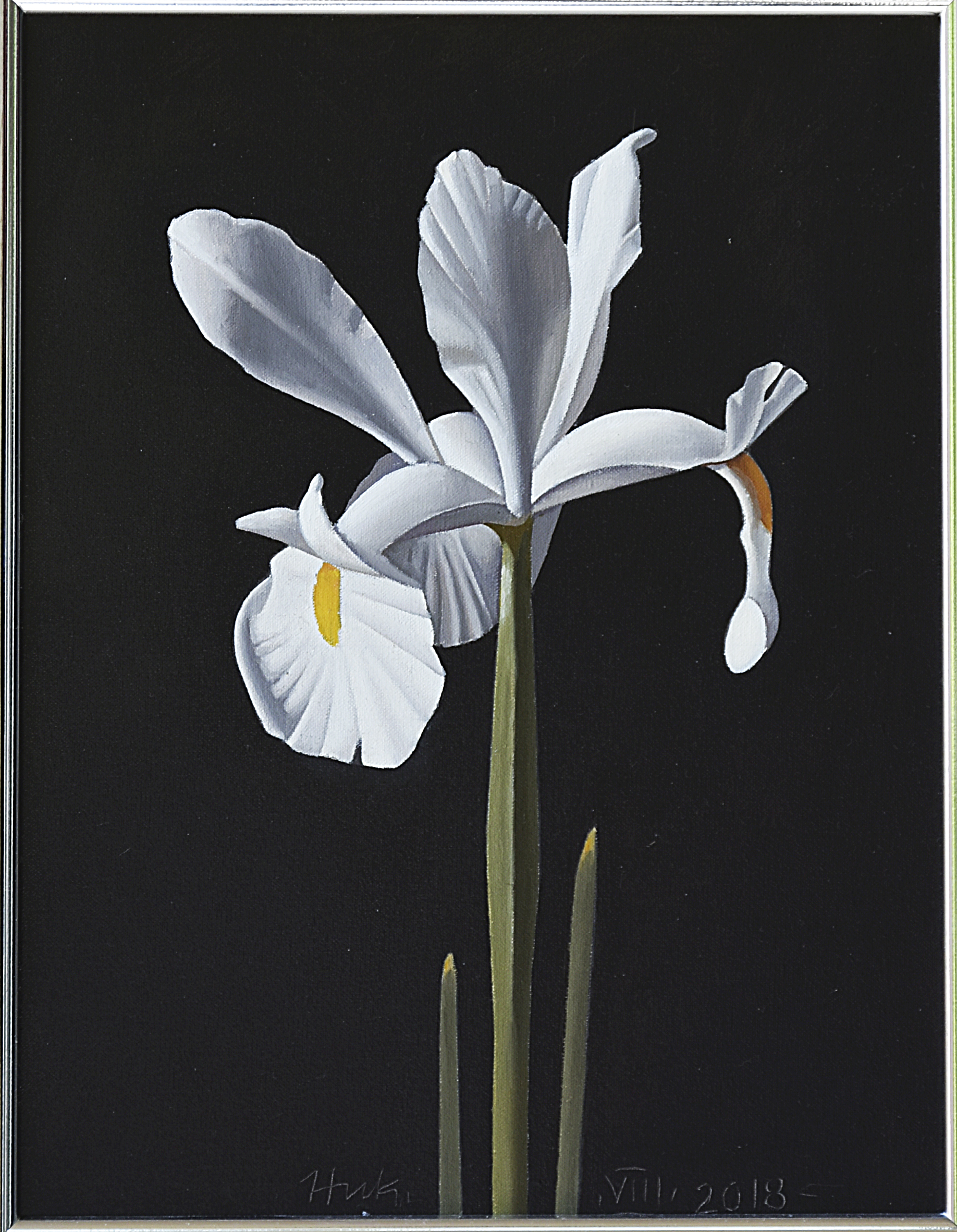 White iris - Nikolay Karadzhov